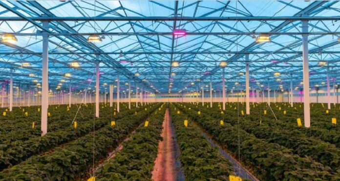 From HID Lighting to LED Plant Growing Lights