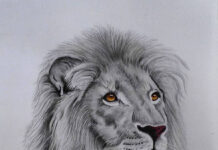 The Art of Lion Drawing: Techniques, Tips, and Inspirations The Art of Lion Drawing: Techniques, Tips, and Inspirations