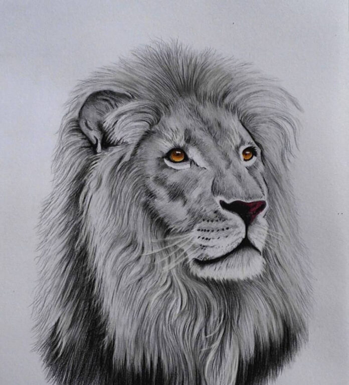 The Art of Lion Drawing: Techniques, Tips, and Inspirations